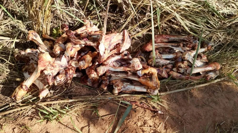 Moradores denunciam descarte irregular de ossadas de animais em estrada rural de Rio Verde