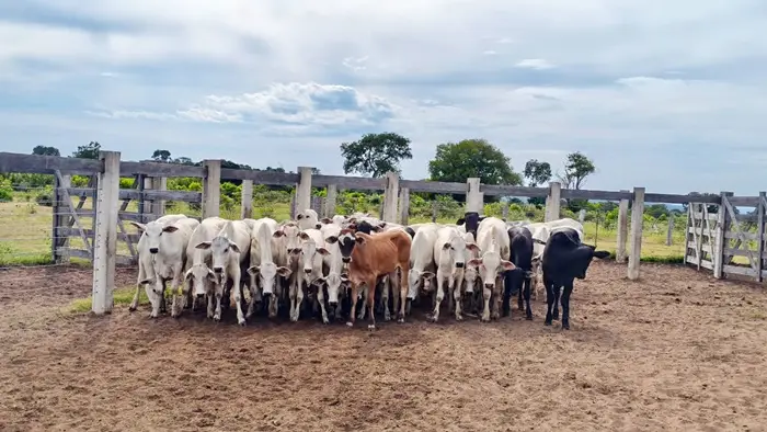 Funcionário de fazenda de Rio Verde de MT é preso por suspeita de envolvimento em furto de gado