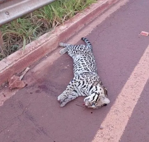Jaguatirica é encontrada morta na MS-278 entre Nova América e Cristalina