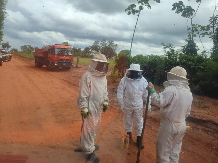 Homem foge da PRF em Ivinhema e morre após ser atacado por abelhas em mata de Nova Andradina
