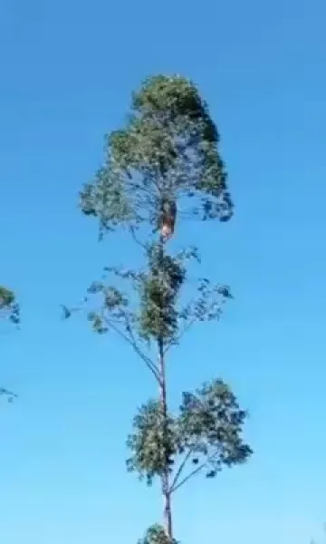 Onça dá “show” de agilidade e assusta moradores em Mato Grosso do Sul