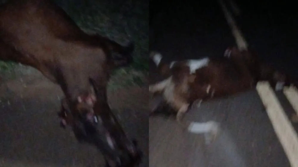 Acidente com vacas na pista deixa três feridos na MS-430 entre São Gabriel do Oeste e Rio Negro