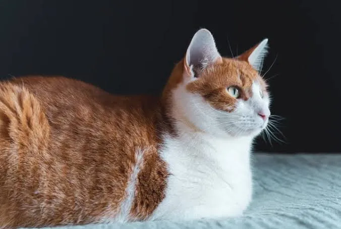 Polícia Polícia investiga maus-tratos e estupro de gata que morreu em Amambai