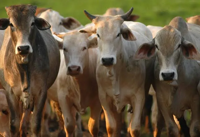 Fazendeiro ‘perde’ 26 cabeças de gado durante manutenção de cerca em Rio Verde de Mato Grosso