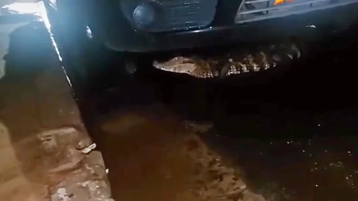 Jacaré é flagrado se abrigando da chuva sob carro em Campo Grande