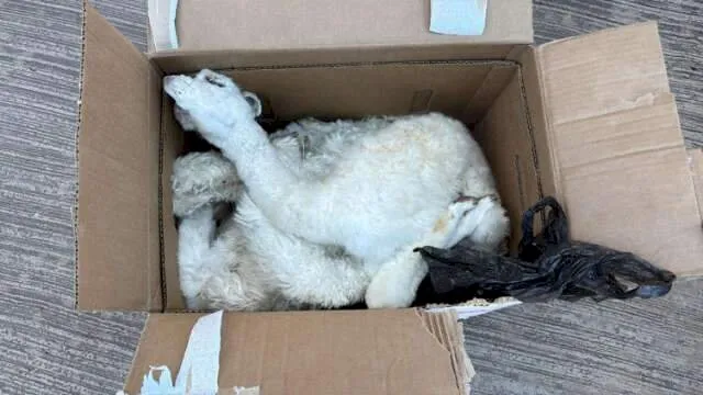 Com ajuda de cão, 10 fetos de lhama são encontrados em ônibus clandestino em MS