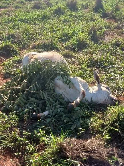 Criminosos invade fazenda e abatem novilhas avaliadas em R$ 45 mil