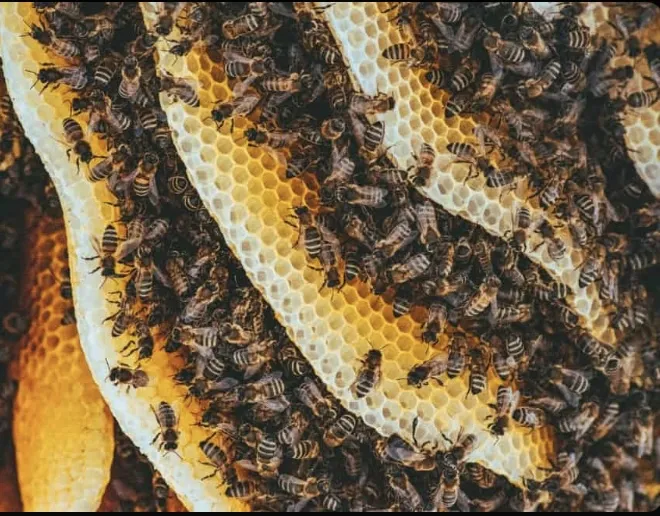 Trabalhador morre após ataque de abelhas durante colheita em Sidrolândia, MS