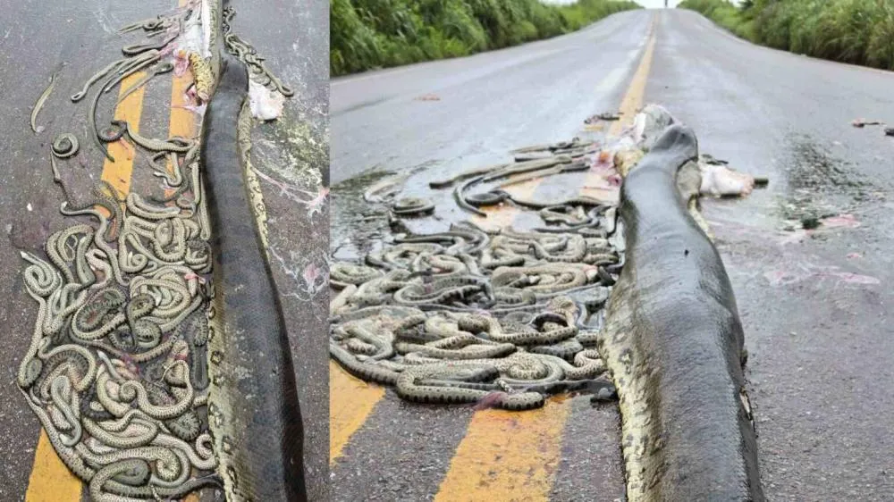 VÍDEO: Sucuri grávida aparece morta em rodovia e inúmeros filhotes ficam espalhados pela pista