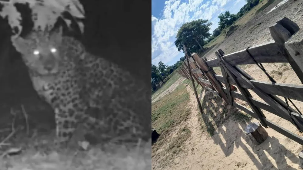 Peão foi atacado por onça enquanto trabalhava e precisou de auxílio em resgate aéreo no Pantanal