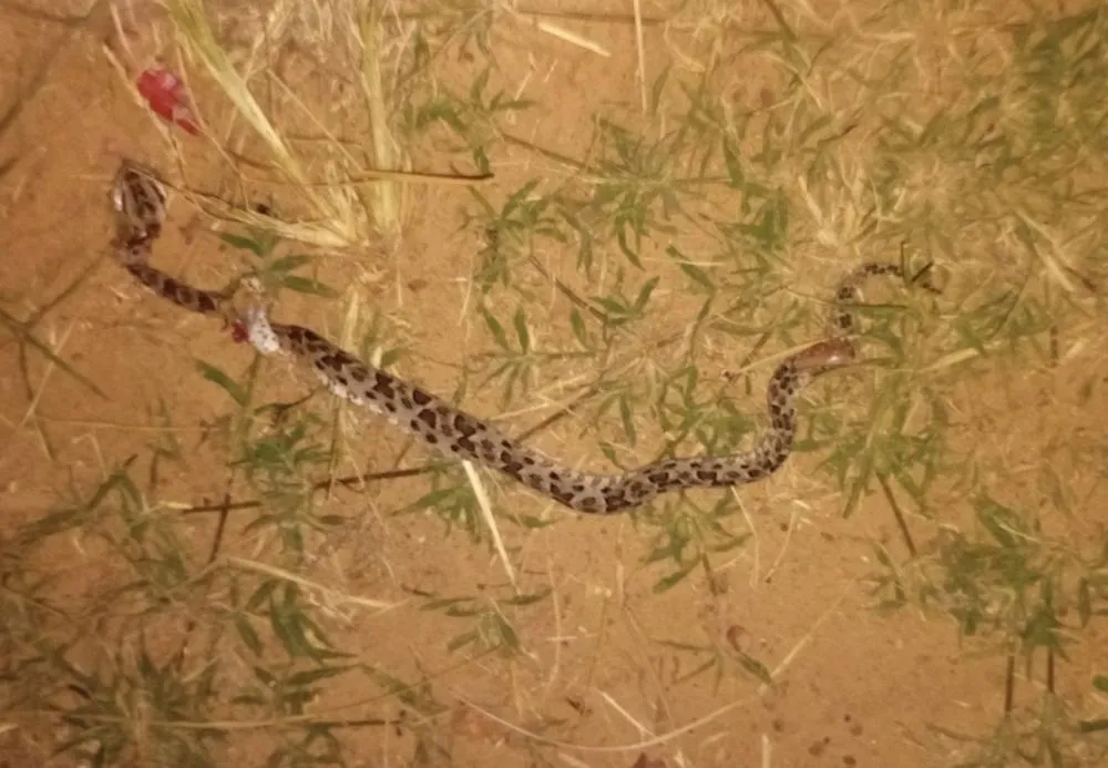 Caminhoneiro relata momento de desespero após ser picado por serpente no Pantanal