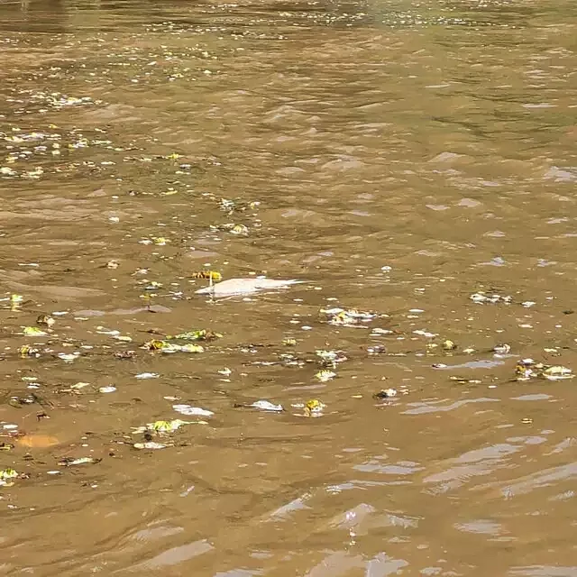 Pescadores relatam dezenas de peixes mortos no Rio Sucuriú, em Paraíso das Águas; PMA apura possível decoada