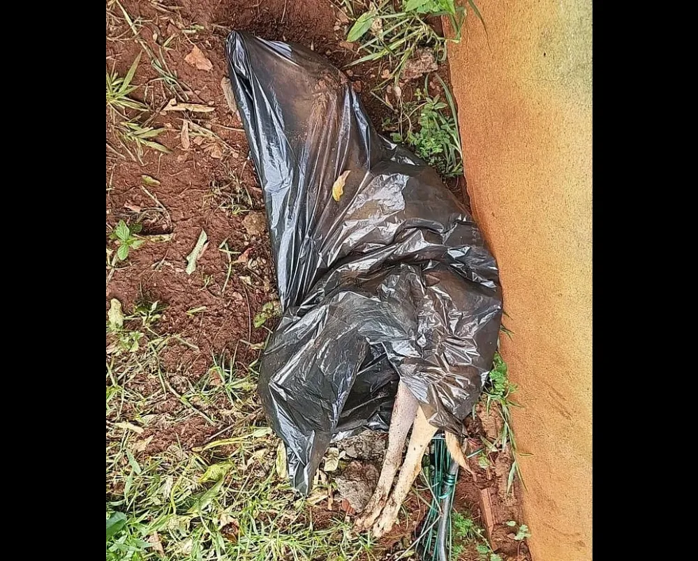 Jovem é presa por maus-tratos após morte de cadela em São Gabriel do Oeste