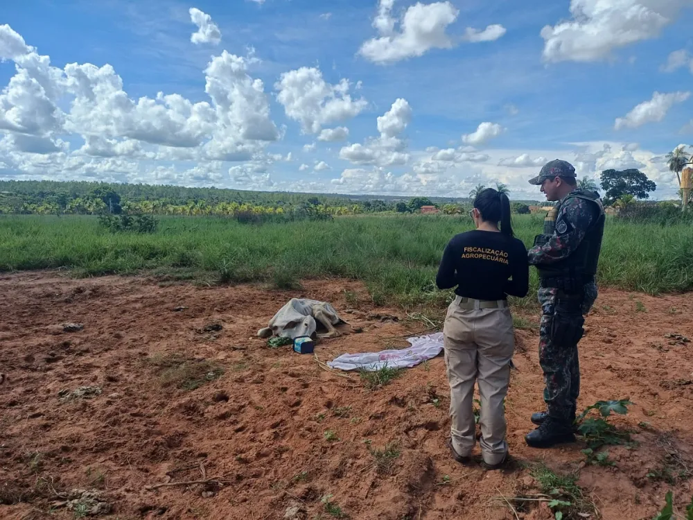 Denúncia leva PMA a flagrar maus-tratos a bovino em propriedade rural de Coxim