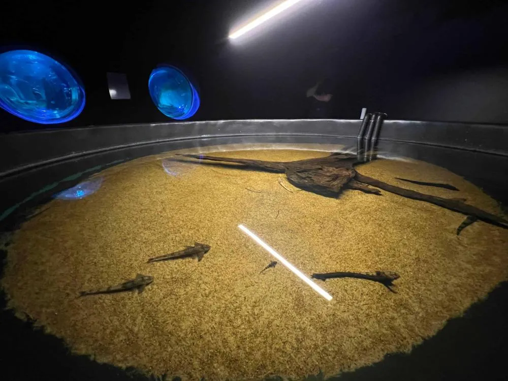 Bioparque Pantanal resgata peixes afetados pela decoada e amplia pesquisas científicas