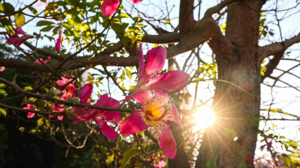 Primavera começa com alerta de calor em todo MS e temperatura pode chegar a 43°C