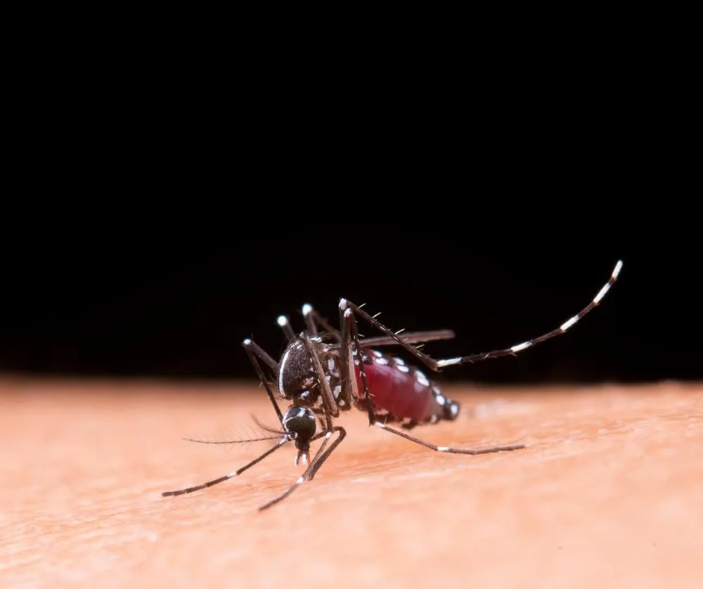 Dourados confirma mais duas mortes por chikungunya e chega a 17 óbitos pela doença