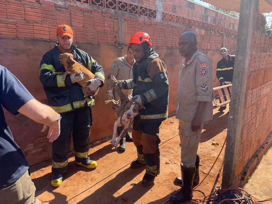 Pitbulls invadem casa, matam cadela e mobilizam operação de resgate em Três Lagoas 