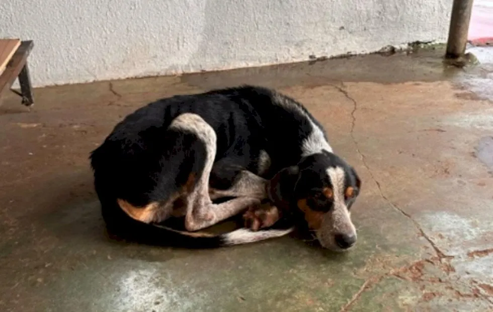 Homem é preso por abandonar cachorro em MS