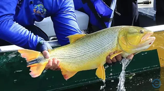 Pesca do dourado pode ser liberada em 2027 e só após estudos técnicos