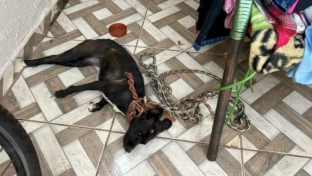 Homem é preso após deixar cachorro morrer de exposição solar em MS