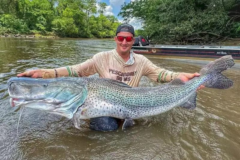 Pescador fisga dois pintados gigantes no rio Dourados, em Fátima do Sul