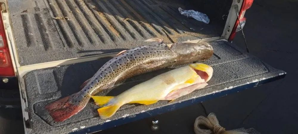 Pescador é detido e multado em R$ 3 mil por pesca ilegal de dourado em São Gabriel do Oeste