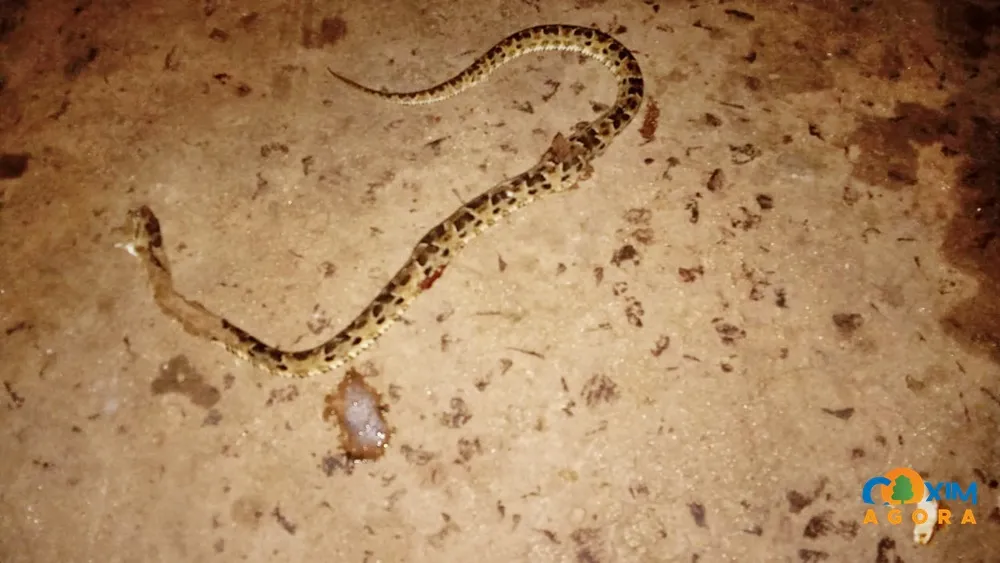 Menino de 4 anos é picado por cobra no Pantanal e resgatado por avião até Coxim